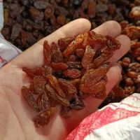 پخش کشمش صد در صد آفتابی بضمانت