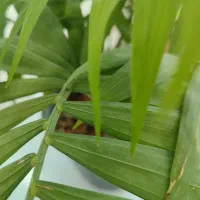 نیازمند کار یک شیفت