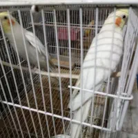 جفت عروس لوتینو مولد معاوضه با قناری|پرنده|سبزوار, قدس|دیوار