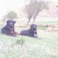 توله قدرجونی