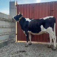 گاو گوساله دار|حیوانات مزرعه|گنبد کاووس, |دیوار