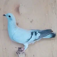 ماده ضمانتی پرش و جفتگاه