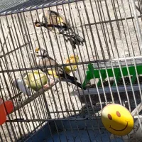 دوتا جوجه سهره نر زیر دهن|پرنده|دیواندره, |دیوار