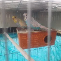 یک جفت مرغ عشق نر و ماده انگلیسی|پرنده|شهرکرد, |دیوار