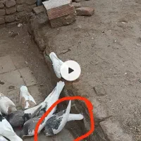 کفتر|پرنده|سبزوار, امیر کبیر|دیوار