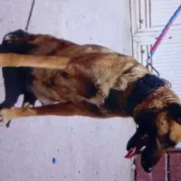 سگ  مالینویز ماده