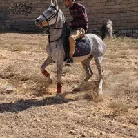 نریان ب شدت سواری دار و سردمگیر