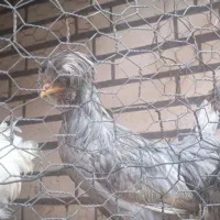 مرغ و خروس کاکلی پرپا و کلپا|پرنده|قم, کاسه گران|دیوار