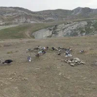 فروش بوقلمون کاملاطبیعی