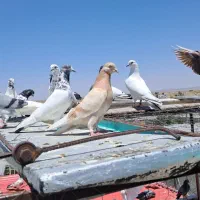 کبوتر یه جایی