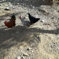 مریشک هلکه کر جوان