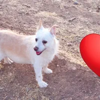 سگ گمشده|حیوانات|تربتحیدریه, آغوی|دیوار