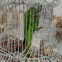 شاه طوطی ملنگو بالغ نر|پرنده|ری, دولتآباد|دیوار