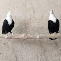 پلنگ ،مخمل،سر سیاه