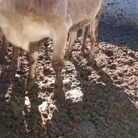 گاو|حیوانات مزرعه|مشهد, کلاهدوز|دیوار