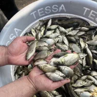بچه ماهی کپور نصف کف دست