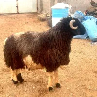 قوچ جوان اصیل