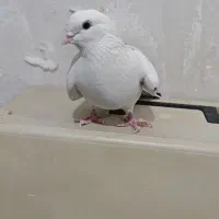 کبوتر|پرنده|تهران, مسعودیه|دیوار