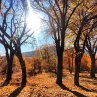 زمین مهاجران منطقه زیبا بهار (ریز)