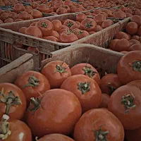 گوجه ربی عمده خورده