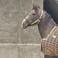 فروش کره اسب کرد عرب درشوری