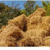 علف یونجه