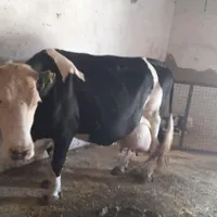 گاو و گوساله دو قلو ماده سیمینتال اصل 30 کیلو