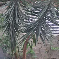 یوکا