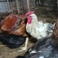 مرغ خروس لاری معاوضه