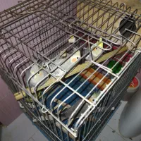 عروس هلندی وفنچ بنگالی|پرنده|رودهن, |دیوار