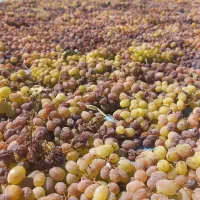 کشمش بوانات|خوردنی و آشامیدنی|شیراز, محراب|دیوار