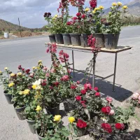 نهال وگل گیاه