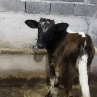 گاو.گوساله چالوسی