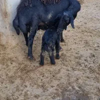 دنبال شریک هستم سراسر ایران