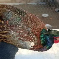 مرغ وخروس امریکایی|حیوانات مزرعه|بانه, |دیوار