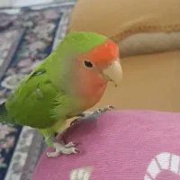 کوتوله|حیوانات|قم, شهر قائم|دیوار