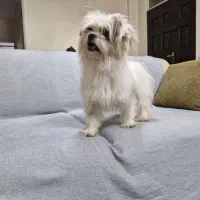 ماده شیتزو دو ساله|سگ|کرج, مهرویلا جنوبی|دیوار