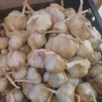 فوری سیر خشک ومحصول تازه|خوردنی و آشامیدنی|تهران, شهید رجایی|دیوار