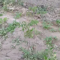 فروش ۱ هکتار