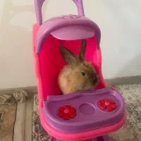 خرگوش های دوقلو