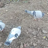 فروش فوری ۳ عدد کبوتر ماده|پرنده|فومن, |دیوار