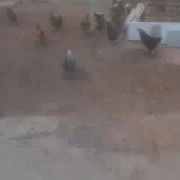 مرغ محلی تخم گذار و گوشتی