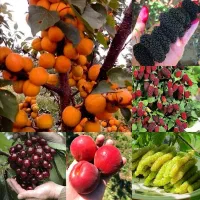 نهال/نگران/بادام/گردو|عمده‌فروشی|خلخال, |دیوار