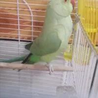 فروشی|پرنده|چترود, |دیوار