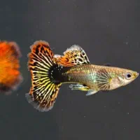 مولی پلاتی گوپی زبرا کالر آنجل  تایگر لاک آکواریوم|ماهی|تهران, امام زاده حسن|دیوار