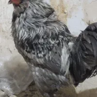 خروس سیاه بزرگ