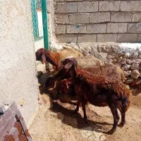 ۴عددگوسفند جوان سرحال بوغاز برای نگه داشتن|حیوانات مزرعه|اردبیل, |دیوار
