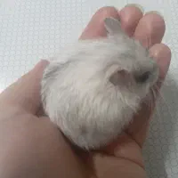 همستر کمپل اهلی