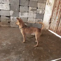 سگ ریز|سگ|برازجان, |دیوار