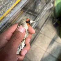 سهره دورگ فوق العاده|پرنده|تهران, دکتر هوشیار|دیوار